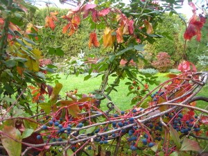 Осенний сад. Яркие краски
