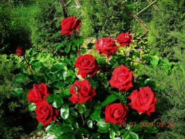 Роза – королева цветов