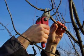 Тонкости обрезки деревьев и кустарников