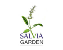 Salvia garden