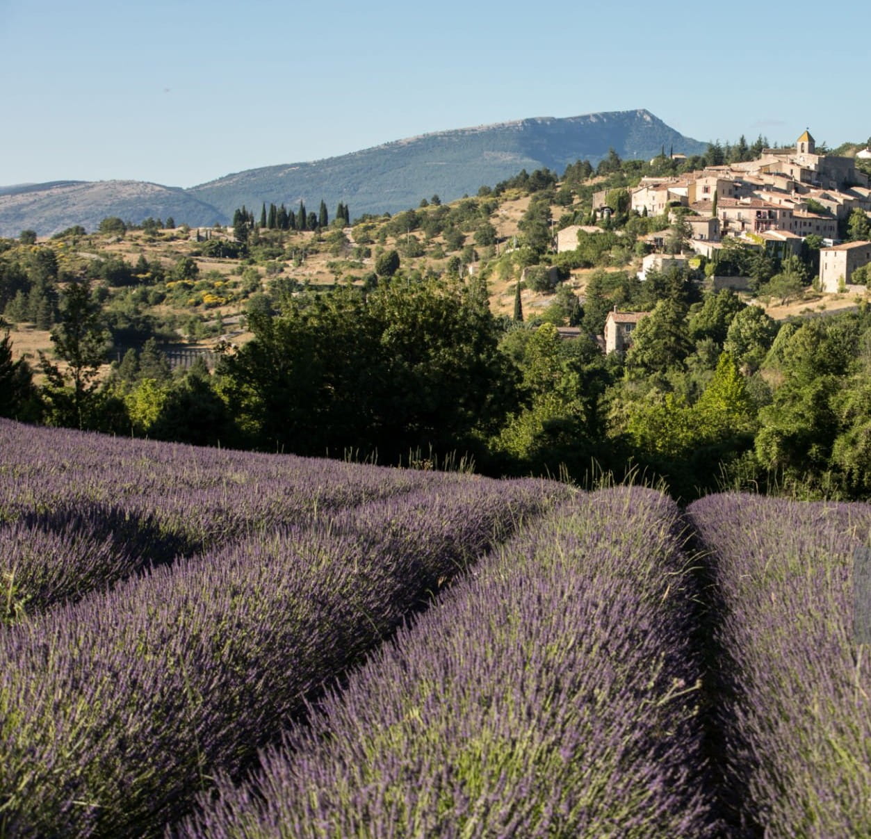 Лаванда — не як декорація